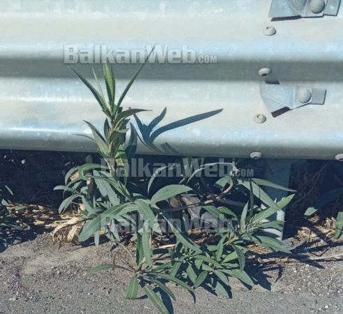 Lezhe Trupi I Pajete