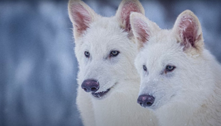 800 0 1744116818xfvrftvrftgvf 111