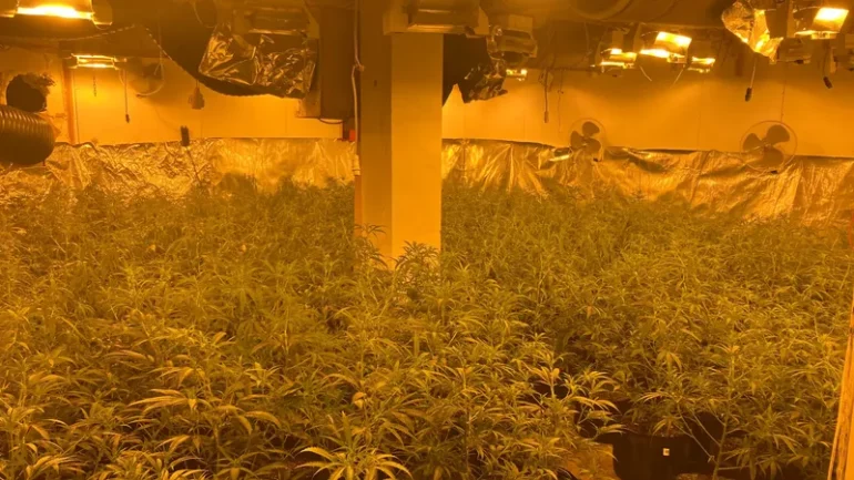 Plus De 600 Plants De Cannabis Ont Ete Decouverts Par La Douane Dans La Meuse Le 9 Avril 2025 2064967