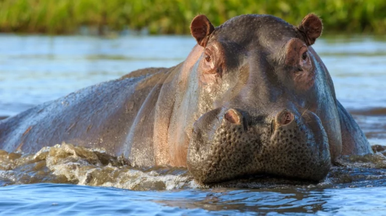Ippopotamos