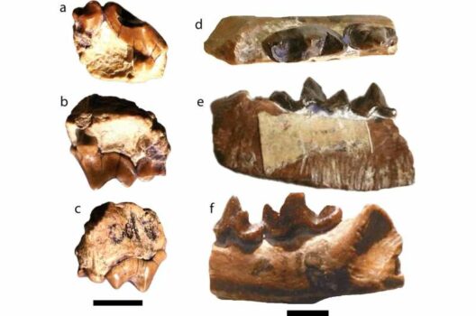 New Fossil Carnivorous