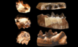 New Fossil Discovery In The Himalayas Sheds Light On Ancient Carnivorous Mammals 1536x931