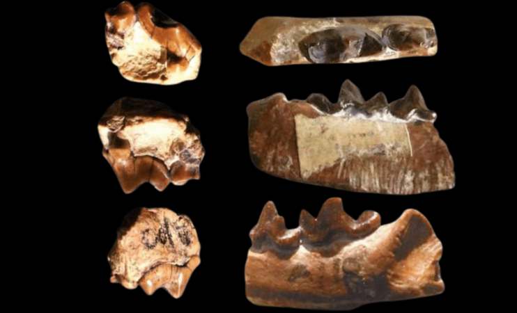 New Fossil Discovery In The Himalayas Sheds Light On Ancient Carnivorous Mammals 1536x931