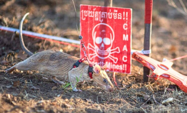 Ronin An African Giant Pouched Rat 1536x931