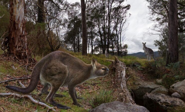 Scientists Unearth 50000 Year Old Fossil Of A Giant Kangaroo 1536x931