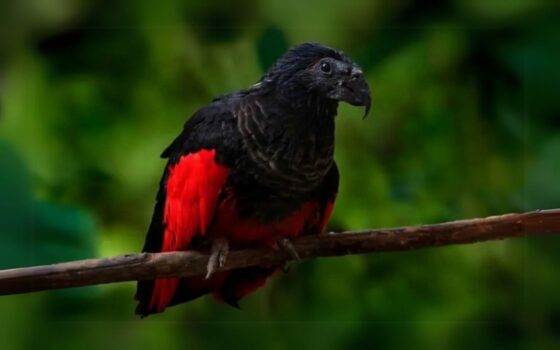 The Dracula Parrot 1536x960
