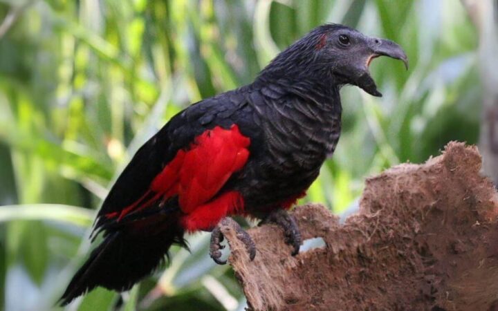 The Dracula Parrot Is Known To Have A Fairly Unpleasant Squawk You Can Hear Selections Of It Here 1200x750