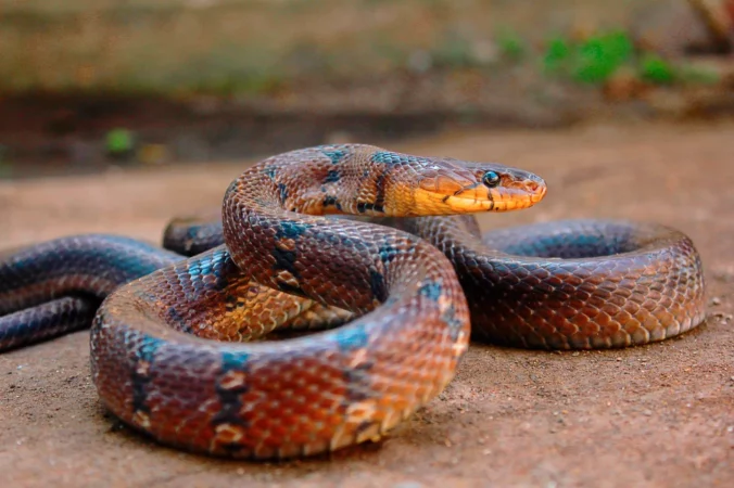 250502 India Snake Children Rs 6764d2