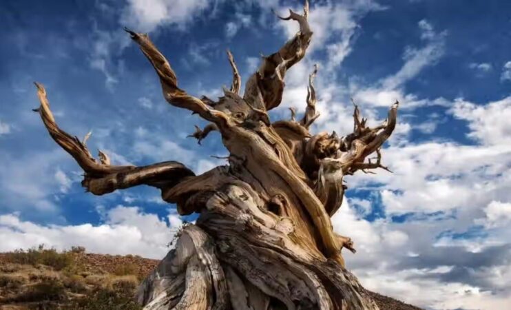 Meet Methuselah The 4800 Year Old Tree That Predates The Egyptian Pyramids 1536x931
