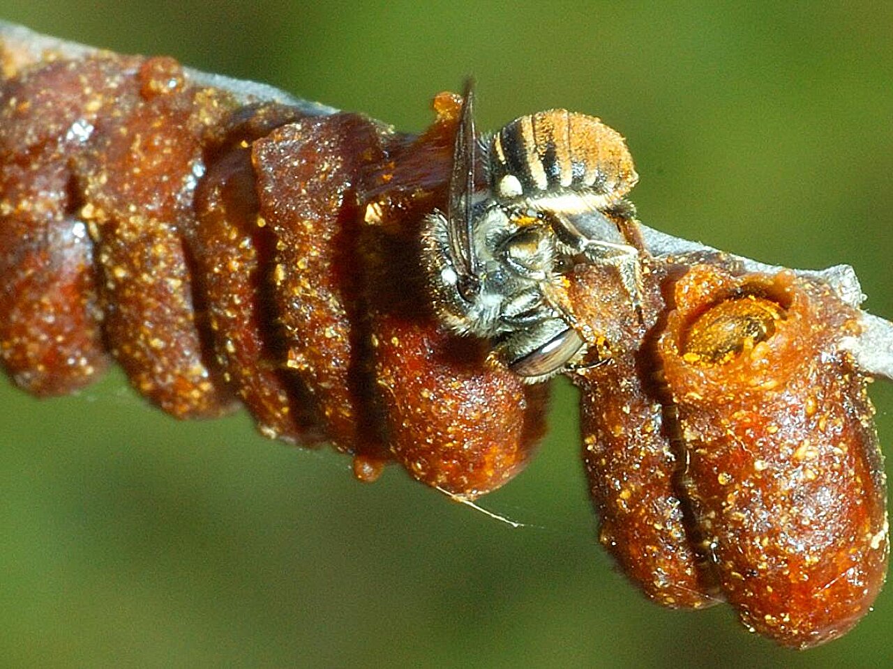 Entomologists discover 71 new species of native bees in Australia ...