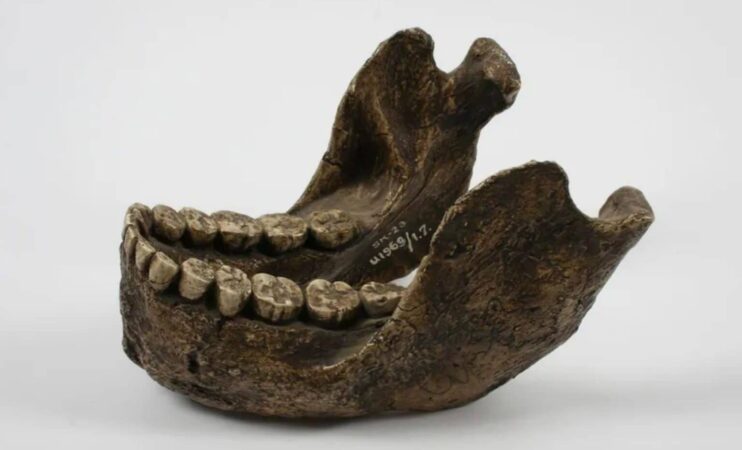 These 22 Million Year Old Teeth May Belong To A Completely Unknown Human Species 1536x931