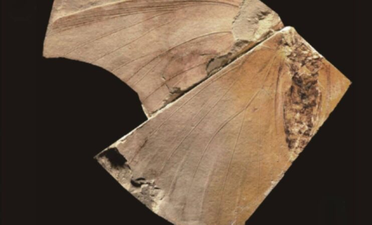 What Was Hiding In Japans Museum For Decades A Mysterious Extinct Species Revealed 1536x931