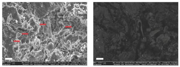 Credit Biology 1536x575