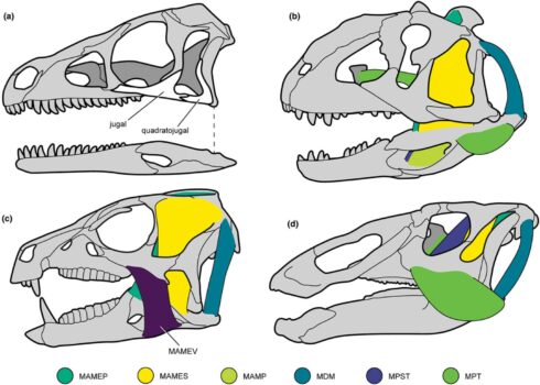Previous Myological Reconstructions Of Dinosaur Skulls In Left Lateral View 1536x1098