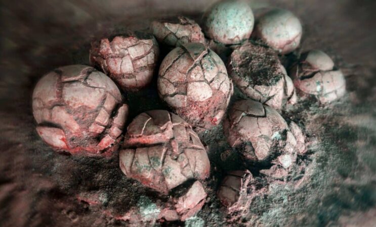 Six Types Of Dinosaur Eggs Found In One Place 1200x727