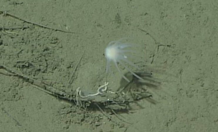 Discovery Of Earths Oldest Living Creature A 700 Million Year Evolutionary Breakthrough 1536x931