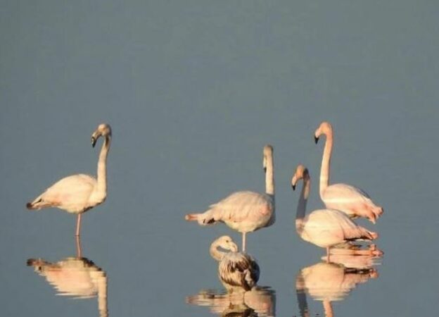 Flamingo Lugina E Nartes