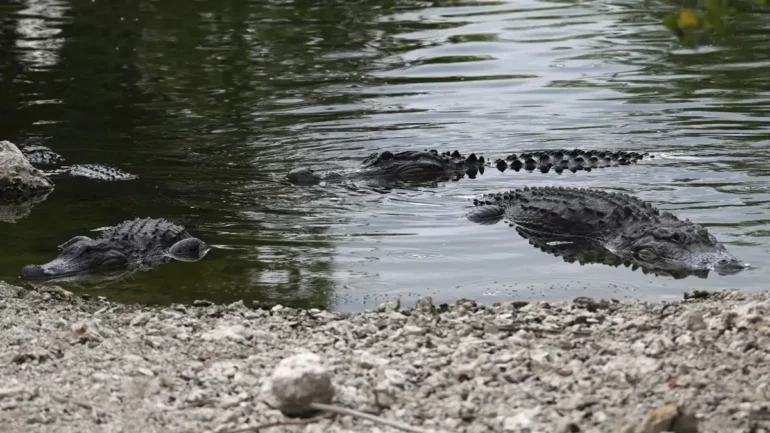 Florida Everglades 1200x675
