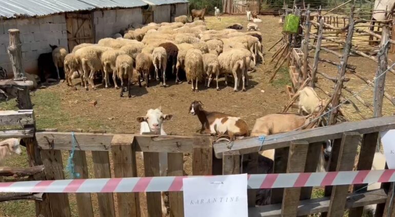 Murtaje Karantine 123