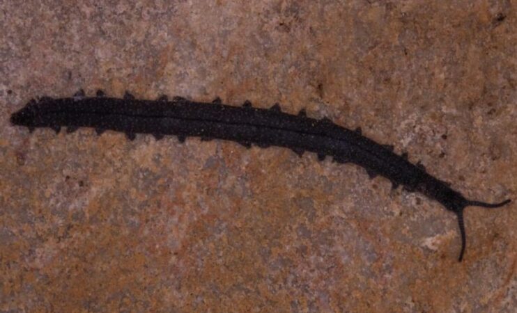 Student Uncovers Prehistoric Living Fossil In South Africa 1536x931