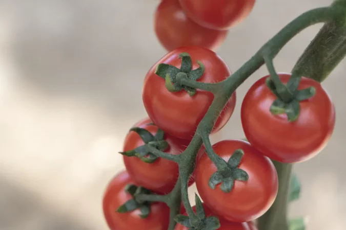 17398807611091271 Gardening Select New Plants 47626