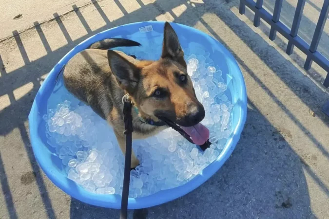 17510258421015074 Cwc Heat Wave Working Dogs 16650