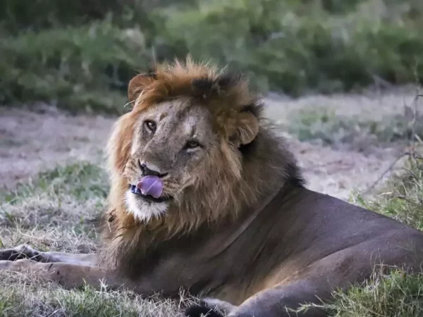 R0 0 800 600 W1200 H678 Fmax