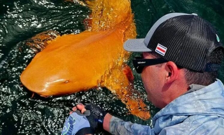 Peshkaqeni Portokall 780x470