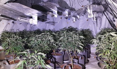 Cannabis Plants Website