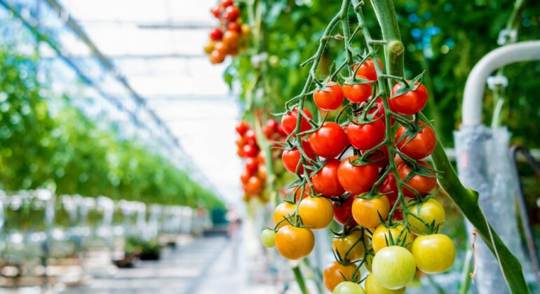 Domate Sera Produkte Bujqesore