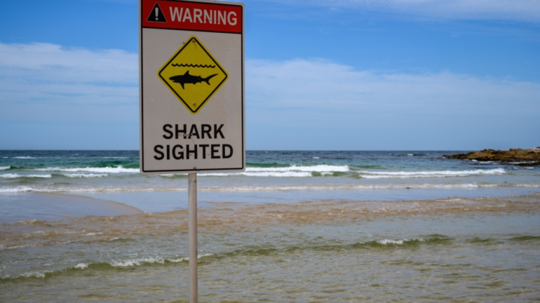Shark Sighted
