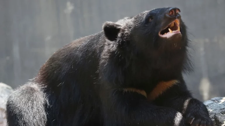 742d01a9 Ap18213278644931