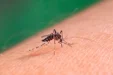 Rasti I Parë I Etheve Chikungunya