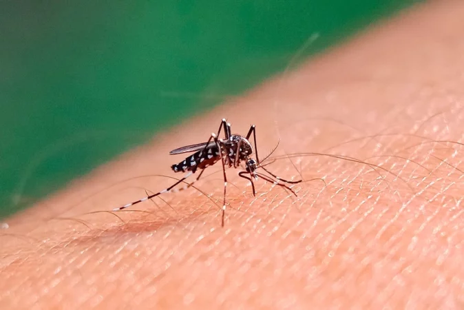 Rasti I Parë I Etheve Chikungunya