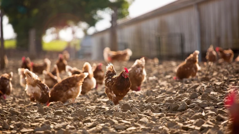 Shpërthime Të Gripit Të Shpendëve