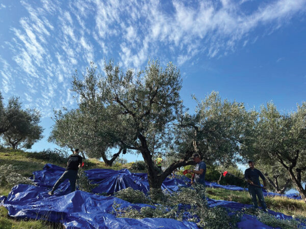 Ullinj Vaj Ulliri 4 1156