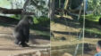 Arthrou Gorilla