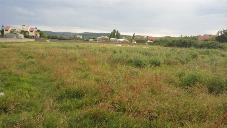 Toke Truall Ne Qenas Fier