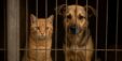 Jakarta Bans Cat And Dog Meat