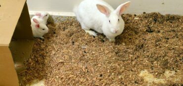 Mbretëria E Bashkuar Zbulon