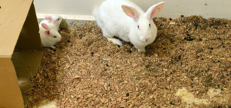 Mbretëria E Bashkuar Zbulon