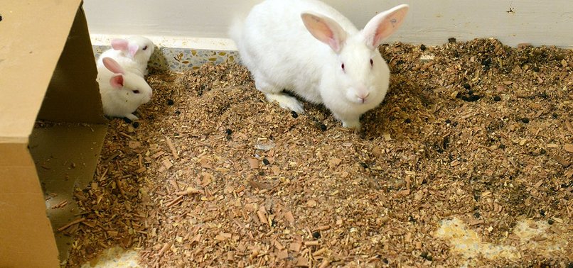 Mbretëria e Bashkuar zbulon planin për të hequr gradualisht testimet tek kafshët