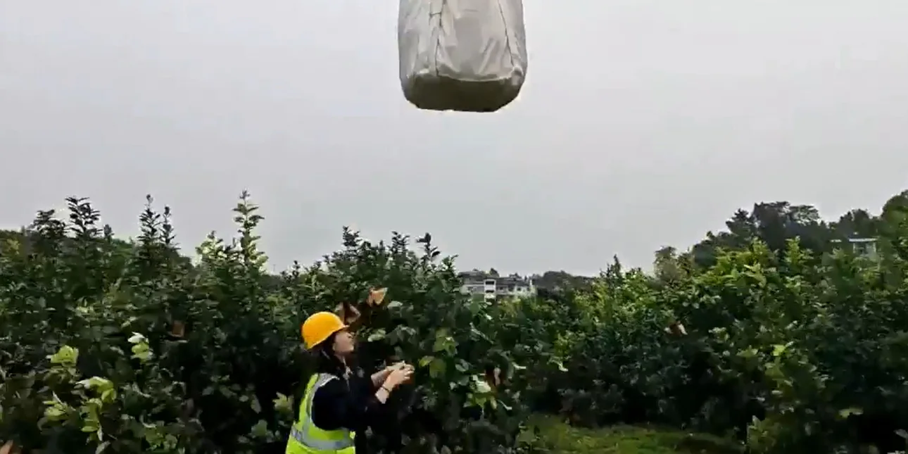 VIDEO  Dronët u vijnë në ndihmë fshatarëve në Kinë  ja si mblidhen limonët