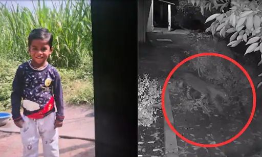 76a200a6 India Leoprd