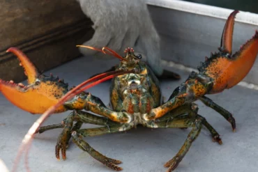 Britania E Madhe Do Të Ndalojë