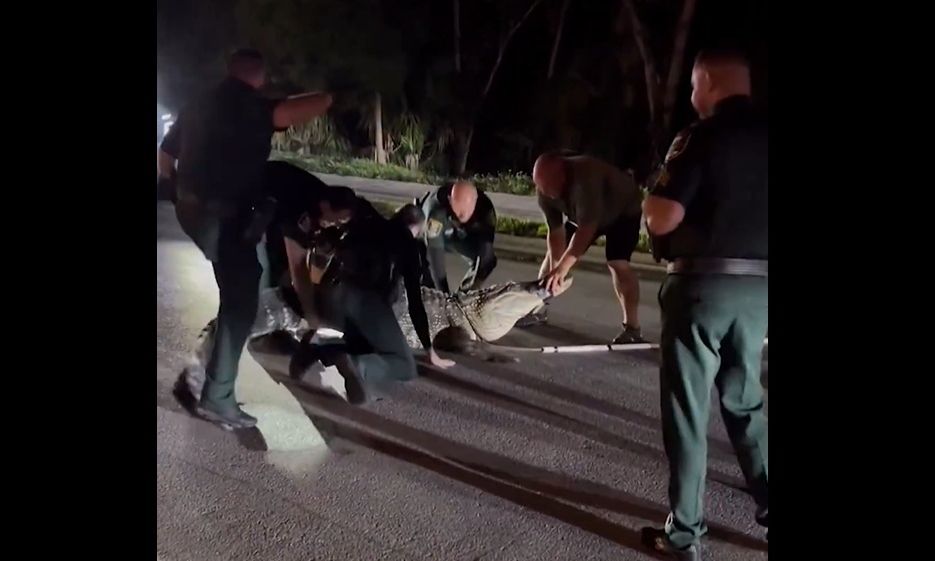 Kaos në Florida  Momente paniku  aligatori gjigant 4 2 metra bllokon rrugën  VIDEO 