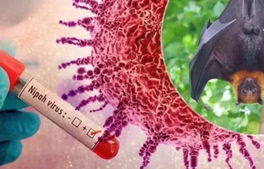 virusi Nipah