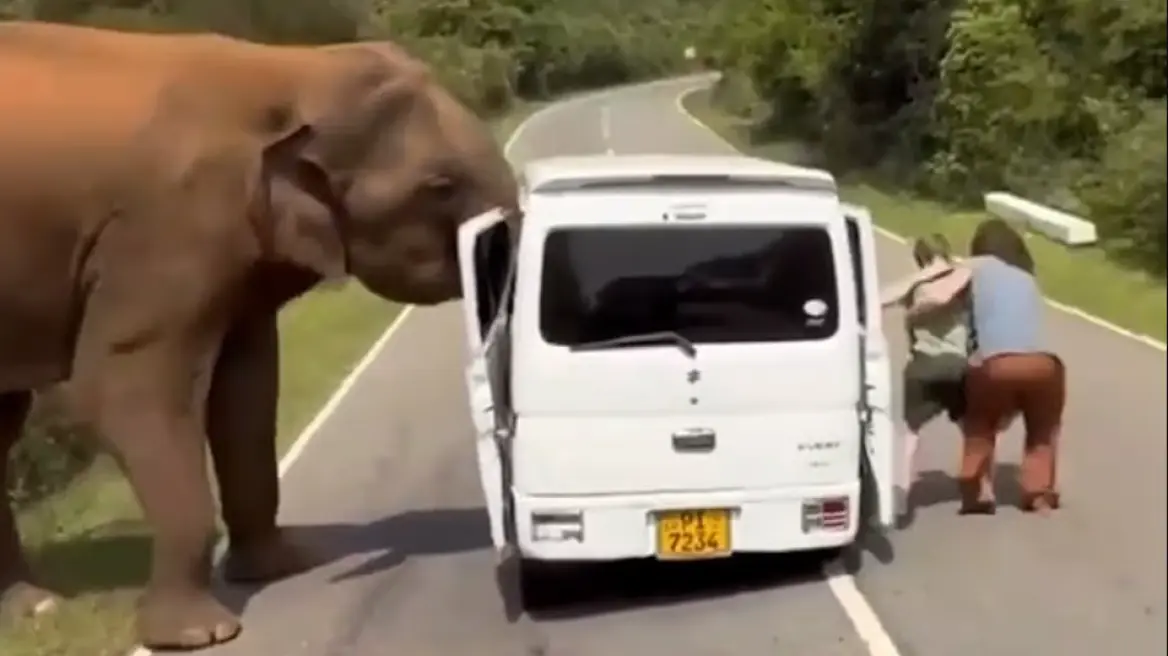 VIDEO  Terror për turistët rusë në Sri Lanka  ata sulmohen nga një elefant kur u përpoqën ta ushqenin