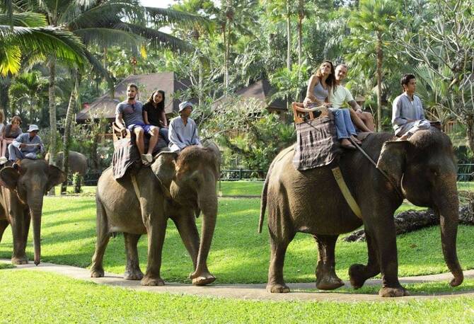 Indonezia bëhet vendi i parë aziatik që ndalon udhëtimet me elefantë