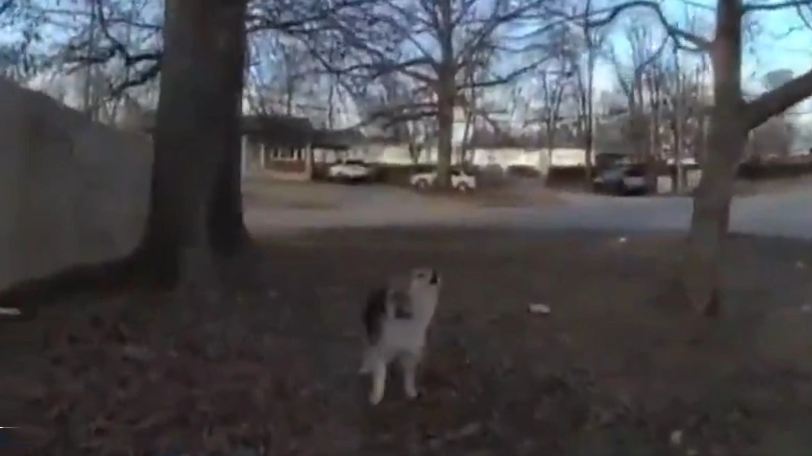 SHBA  qeni hero ndihmon policinë të gjejë djalin e zhdukur